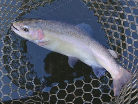 曇り→雨→雪 ～大安トラウトレイク～